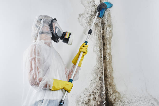 Why You Should Choose Our Mold Remediation Services in Signal Hill, CA